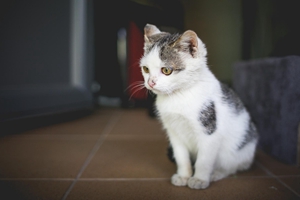 公貓配種注意事項