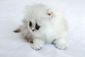 金吉拉怎么養(yǎng)胖