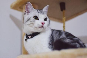 貓咪咬手指怎么處理