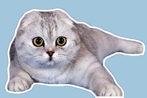 折耳貓遺傳病癥狀有哪些