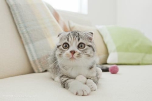 怎么教小貓咪上廁所