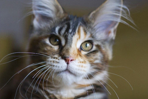 緬因貓咬人怎么辦