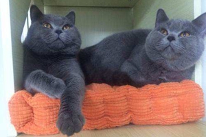 藍貓懷孕注意事項