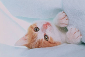 大貓漲奶怎么辦