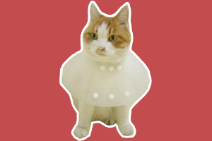 貓貓節(jié)育后注意什么