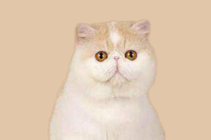 加菲貓如何看品相