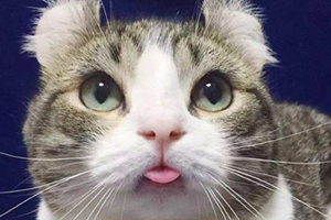 美國(guó)卷耳貓脾氣怎么樣