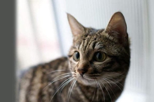 貍花貓?jiān)趺纯垂? / data-R7I4=