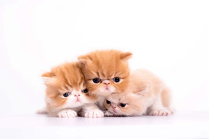 加菲貓如何挑選