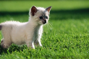 三個(gè)月小貓?jiān)趺纯垂? / data-IJ4B=