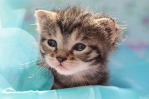 小貓怎么教它貓砂拉屎