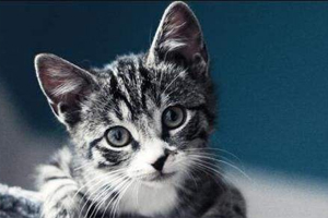 小貓護食怎么辦