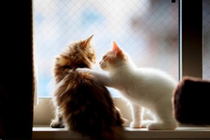 小貓出生后怎么看公母