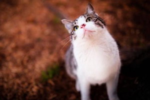 怎么教貓咪睡貓窩