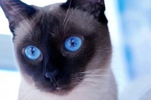 怎么訓(xùn)練暹羅貓 訓(xùn)練暹羅貓的4個方法