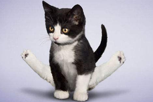 怎么教貓貓上廁所