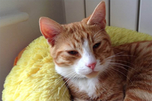 貓咪往床上尿怎么辦