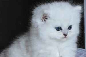 金吉拉幼貓?jiān)趺纯雌废? / data-XpWe=