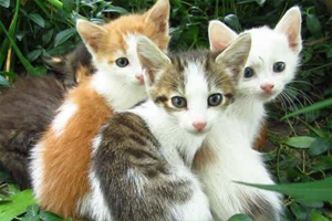 小野貓怕人怎么辦