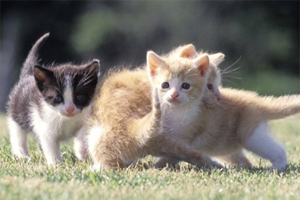 貓?jiān)趺瓷鐣?huì)化訓(xùn)練