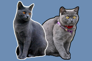 卡爾特貓與藍(lán)貓區(qū)別