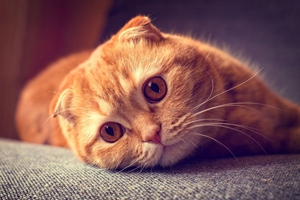 怎么教貓咪握手