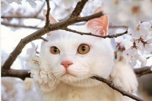 怎么教小貓大小便