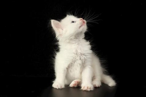 怎樣讓小貓學會用貓砂