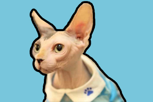 斯芬克斯貓性格特點(diǎn)