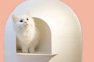 貓咪怎么訓(xùn)練上廁所