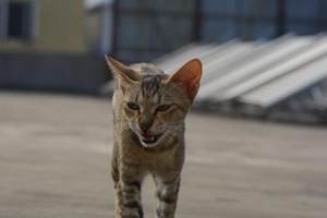 貍花貓為什么喜歡咬人