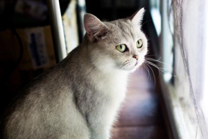 怎樣讓小貓不叫