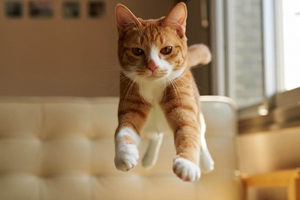 小貓老是咬人怎么辦