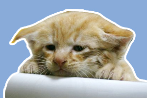 貓咪害怕吹風(fēng)機(jī)怎么辦