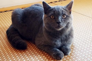 貓咪要怎么托運(yùn)