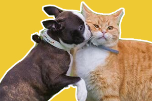 貓和狗打架怎么辦