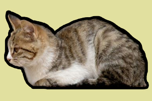 貍花貓?zhí)珒丛趺崔k