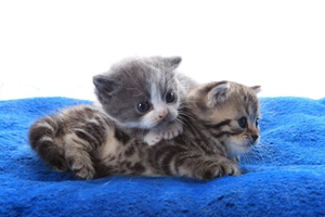 怎么教貓咪上廁所