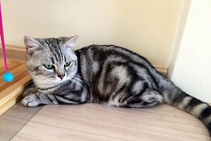 怎樣訓(xùn)練貓咪不咬人