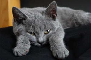 卡爾特貓性格怎樣