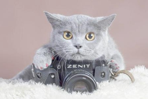 如何讓貓咪不咬人