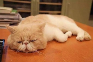 小貓怎么教上廁所