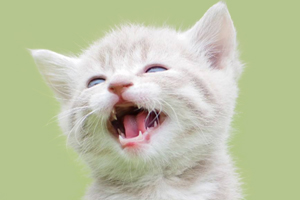 小貓怎么訓(xùn)練聽話