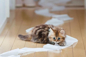 貓廁所怎么自制 貓廁所自制方法