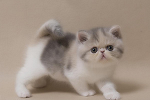 加菲貓怎么養(yǎng)才干凈