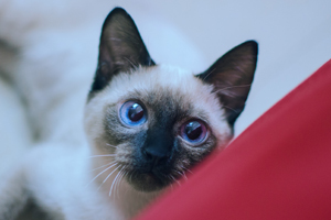 暹羅貓美容有什么技巧 暹羅貓美容技巧