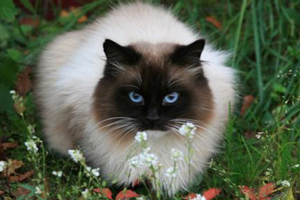 暹羅貓飼養(yǎng)必備用品有哪些 飼養(yǎng)暹羅貓必備