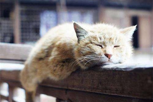 老年貓咪怎么護理 老年貓咪護理方法