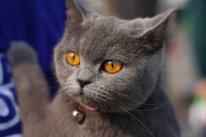 短毛貓?jiān)趺词崦?短毛貓的七個(gè)梳毛步驟