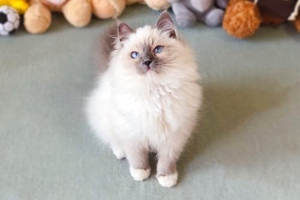 貓咪空運要注意什么 貓咪空運注意事項介紹